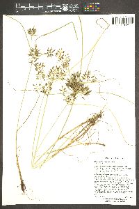 Cyperus flavicomus image