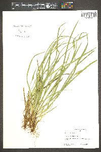 Carex backii image