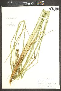 Carex barbarae image