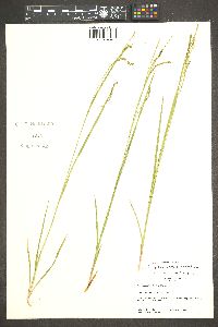 Carex cyrtostachya image