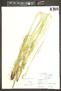 Carex cyrtostachya image