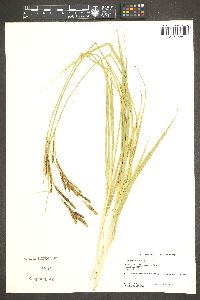 Carex congdonii image