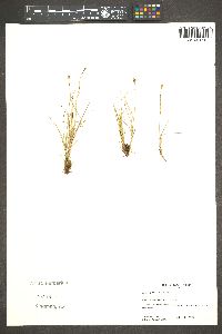 Carex capitata image