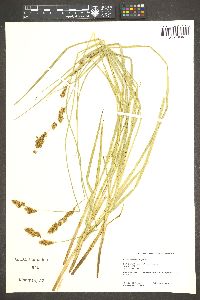 Carex cusickii image