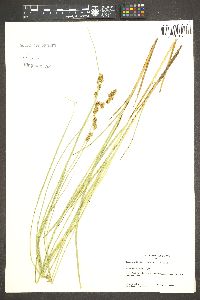 Carex cusickii image