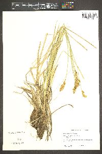 Carex cusickii image