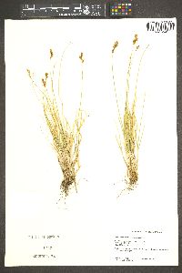 Carex phaeocephala image