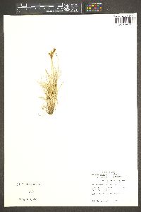 Carex phaeocephala image