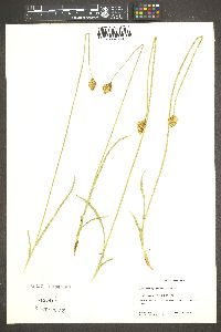 Carex straminiformis image