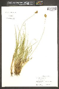 Carex straminiformis image