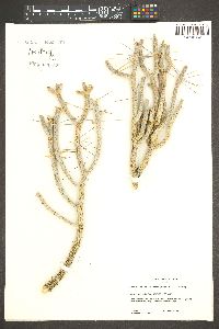 Cylindropuntia ramosissima image