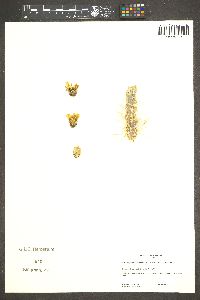 Cylindropuntia whipplei image