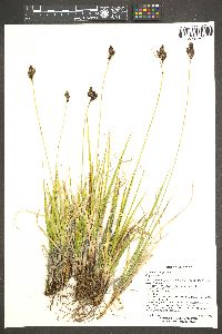 Carex albonigra image