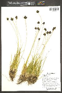 Carex nelsonii image