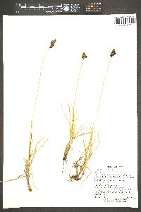 Carex chalciolepis image