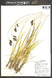 Carex chalciolepis image