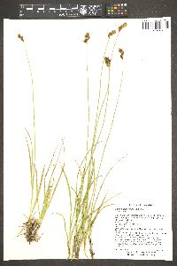 Carex egglestonii image