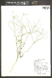 Sisymbrium orientale image