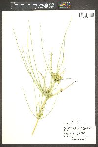 Ephedra nevadensis image