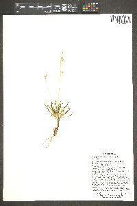 Phemeranthus parviflorus image