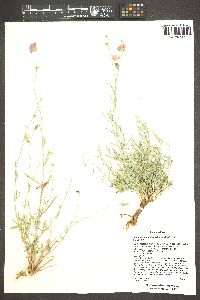 Sphaeralcea leptophylla image