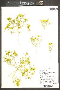 Pectis angustifolia image