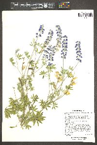 Lupinus hillii image