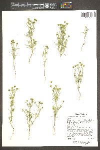 Picradeniopsis multiflora image