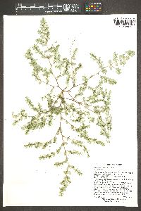 Euphorbia prostrata image