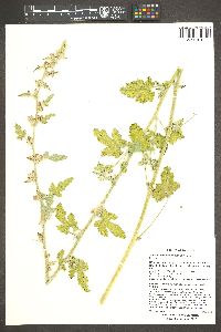 Sphaeralcea emoryi image