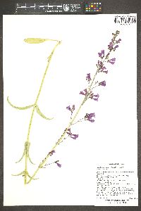 Penstemon parryi image