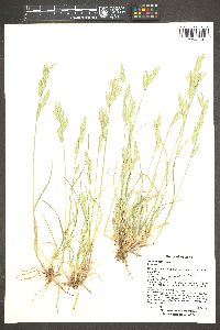 Bromus catharticus image