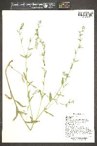 Buglossoides arvensis image