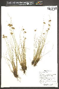 Juncus confusus image