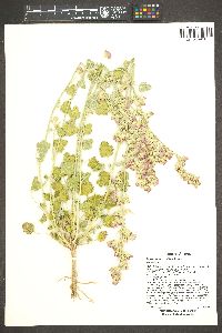 Sphaeralcea parvifolia image