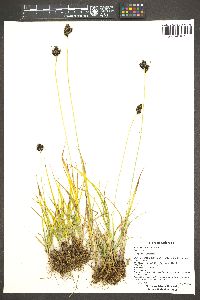 Carex nelsonii image