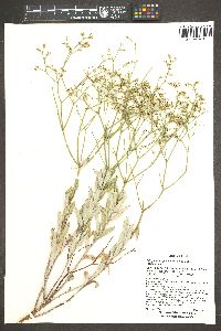 Eriogonum leptocladon image