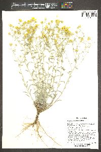 Heterotheca zionensis image