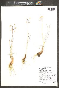 Allium cernuum image