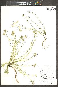 Ipomopsis multiflora image