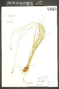 Carex albolutescens image