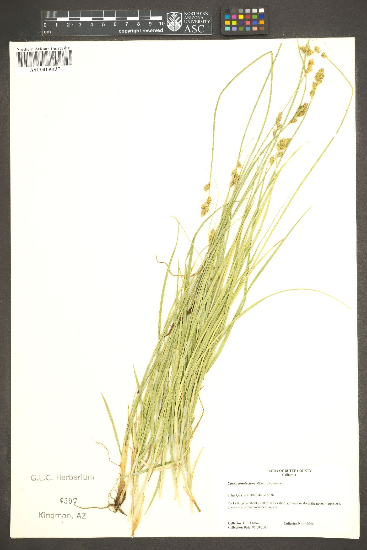 Carex amplectens image