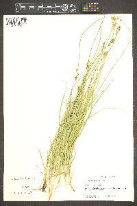 Carex amplectens image