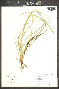 Carex angustata image