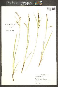 Carex angustata image