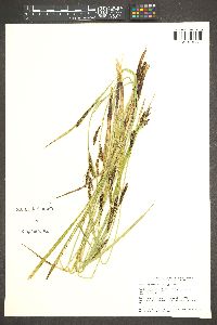 Carex angustata image