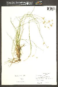 Juncus howellii image