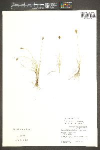 Carex duriuscula image