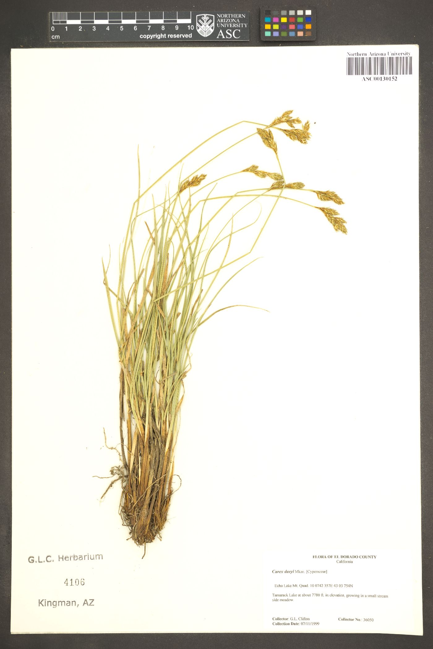 Carex davyi image