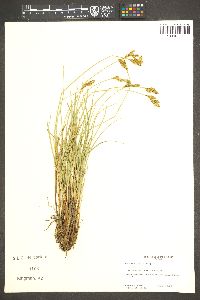 Carex davyi image